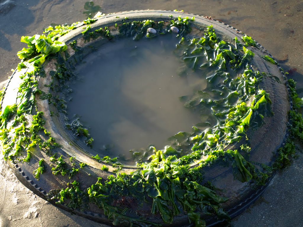 Negative Tide @ Pillar Point Harbor, Half Moon Bay, CA by Wendy Wingo