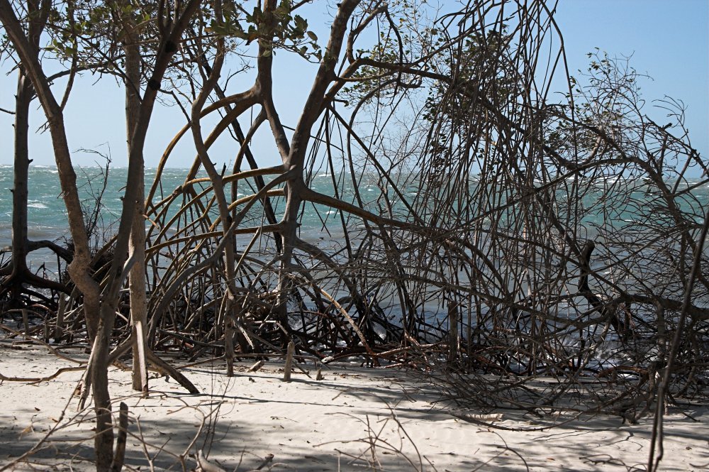 Mangrove trees by tobotras