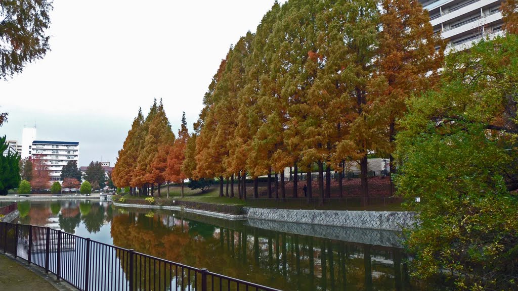 2011.11．30 菩提池の紅葉_南端から北東向き Satake koen by H.Katayama