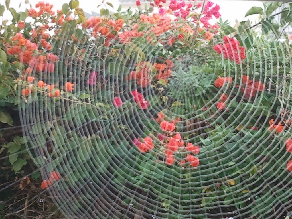 Trabajos de tejeduría en mi jardín by Manuela Ruiz