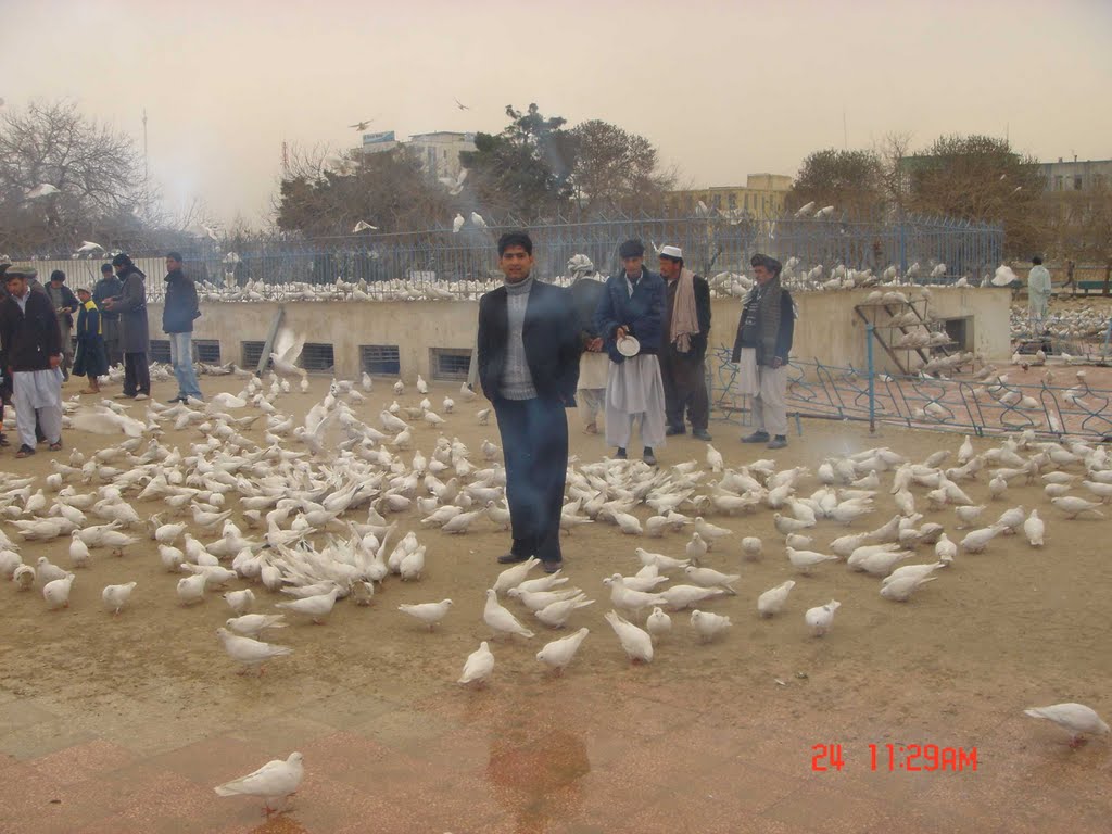 White Pegions at Mazaar-e-Sharief Shrine by Mir Saleem Arif