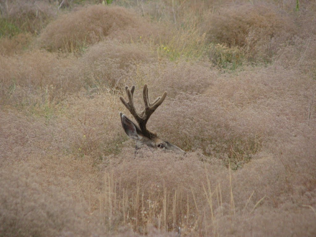 A Buck Trying To Hide by Carter Boswell