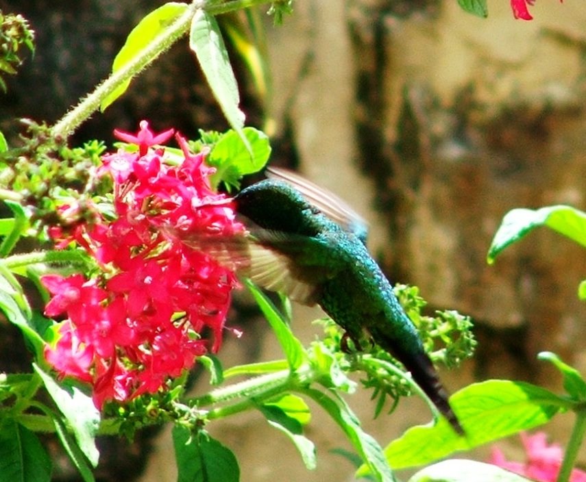 Colibrí by Rogelio Alberto