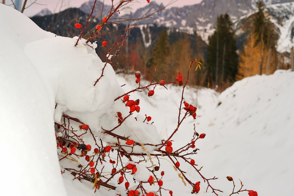 Vom Winter überrascht by Toni Schröttner