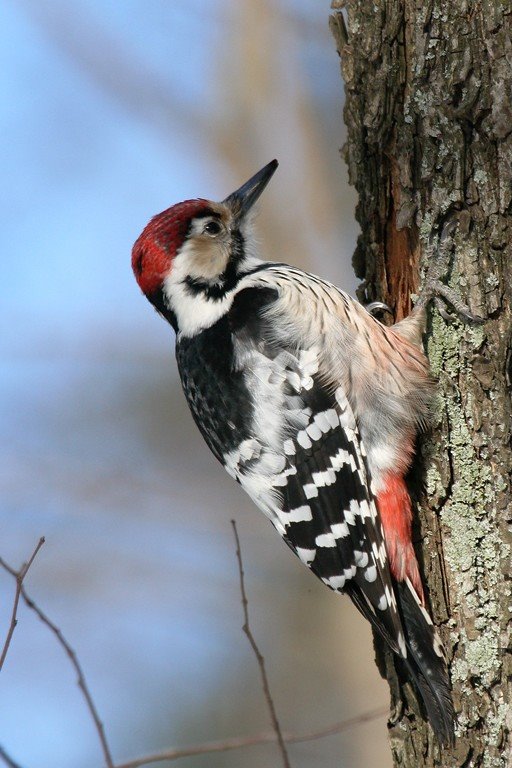 White-backed Woodpecker by Sanya_S