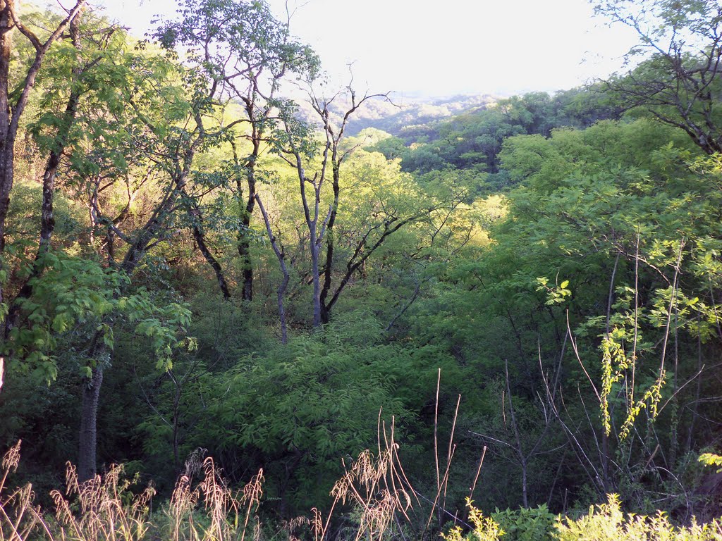 Selva de montañas - (Roberto Guzmán) by Cimitarrero