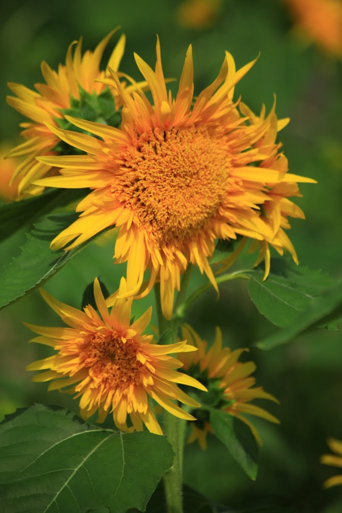 Sunflower by Yuichi Azuma