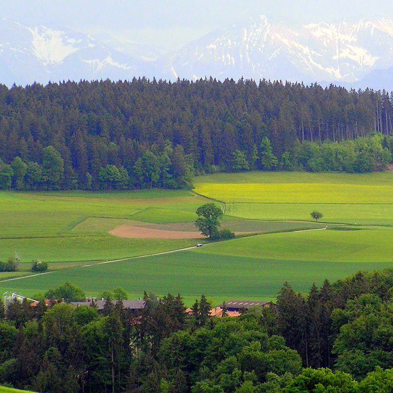 Park im Grünen by Николай Максимович