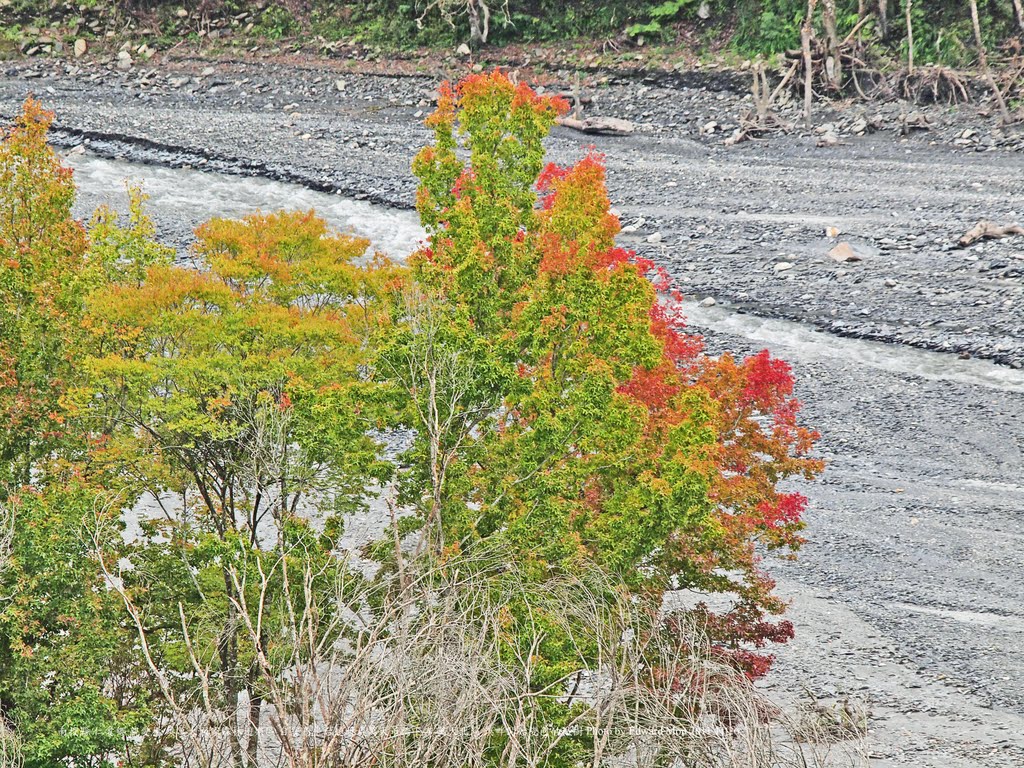 南投縣 仁愛鄉 親愛村 奧萬大國家森林遊樂區 自賞鳥平台遠眺奧萬大吊橋下方 萬大北溪 溪畔葉片開始變色的槭樹 by Edward Mon