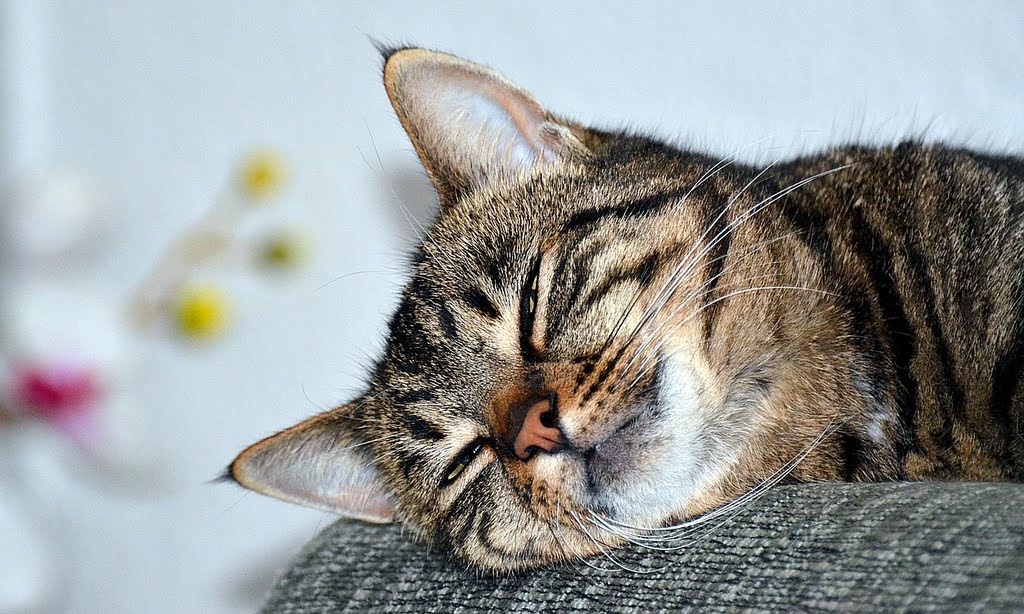 Essen-Schönebeck / Meine kleine Schlafkatze **Lilly** / My always sleeping and dreaming cat **Lilly** by Cityfotograph