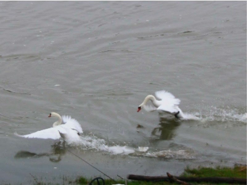 Cygne chassant un autre cygne de son territoire by Evelyne BENDOTTI-BOR…