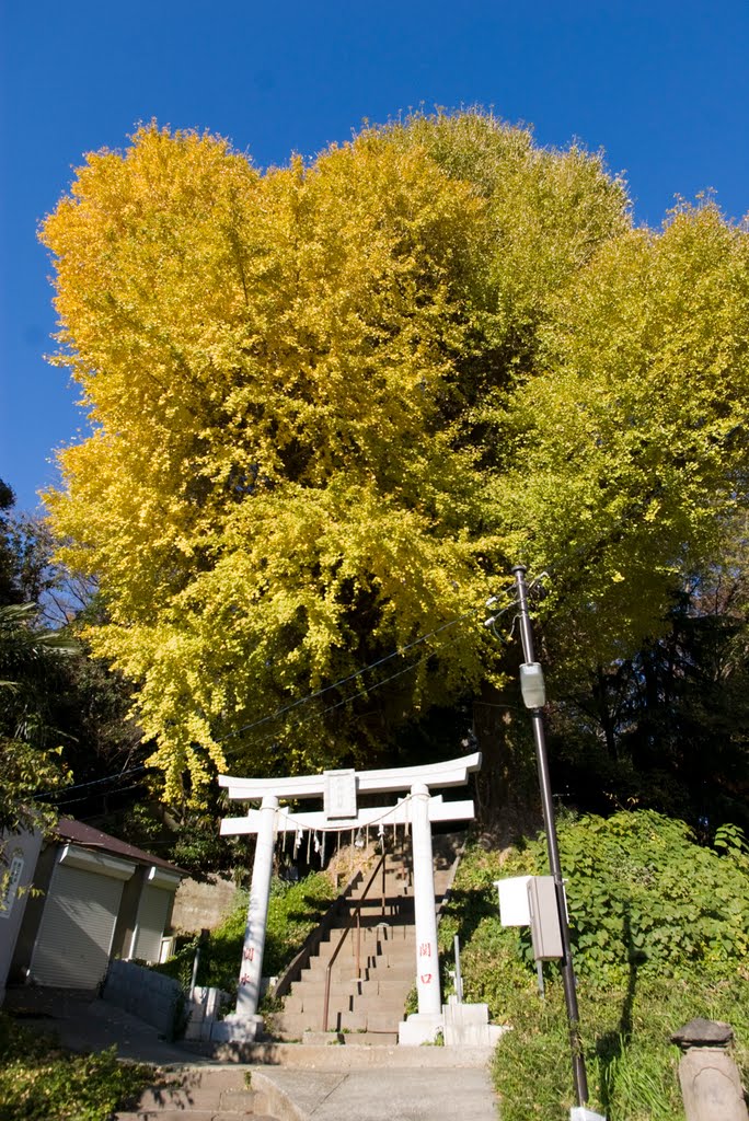 Suijin shrine / 水神神社: 大銀杏 by T SATO