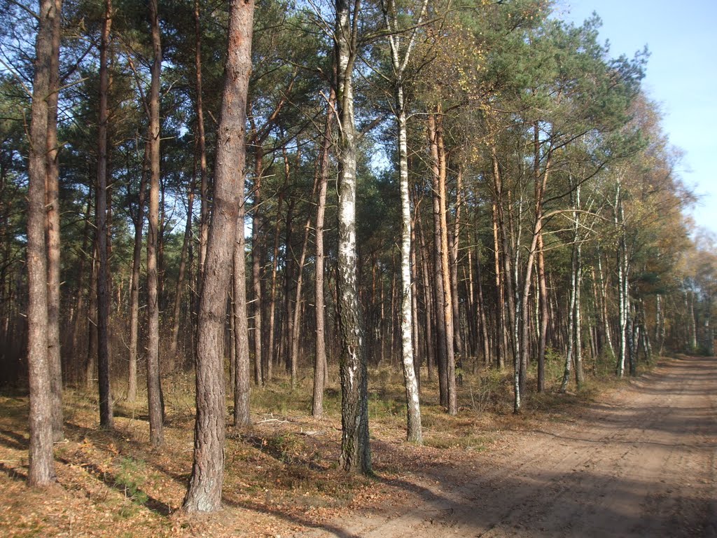 Herfst Hellendoorn by dico oprel