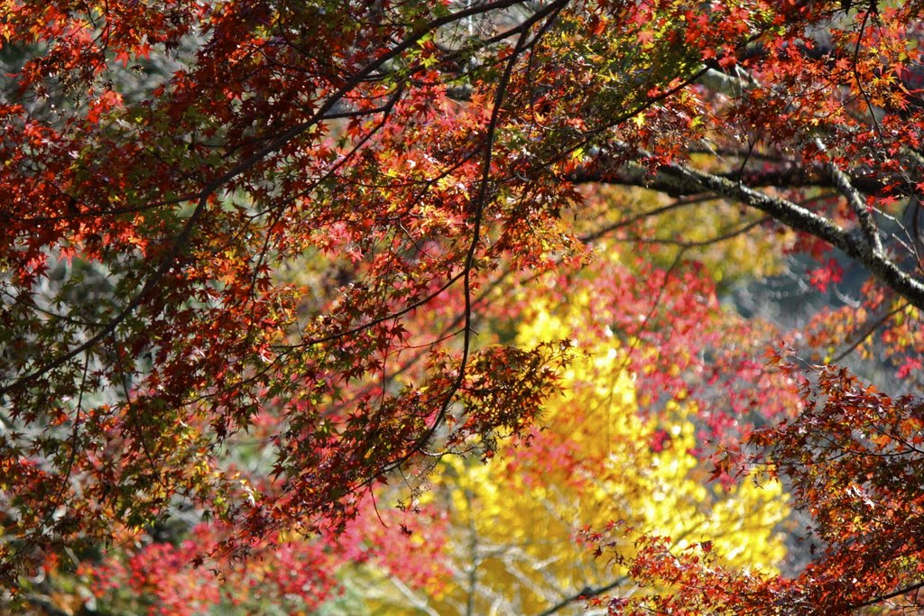 Hase, Sakurai, Nara Prefecture 633-0112, Japan by kankurou