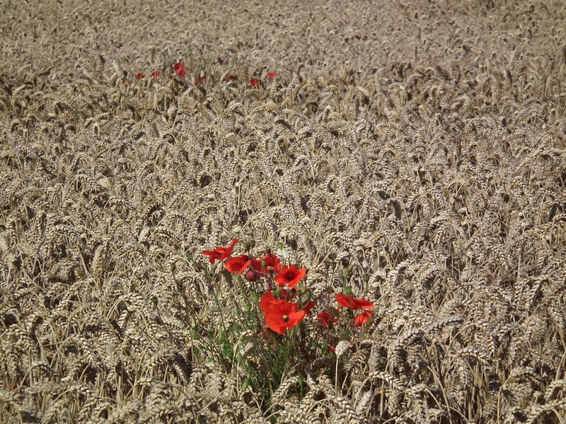 Poppies in Hampnett, Gloucestershire by RobLittle