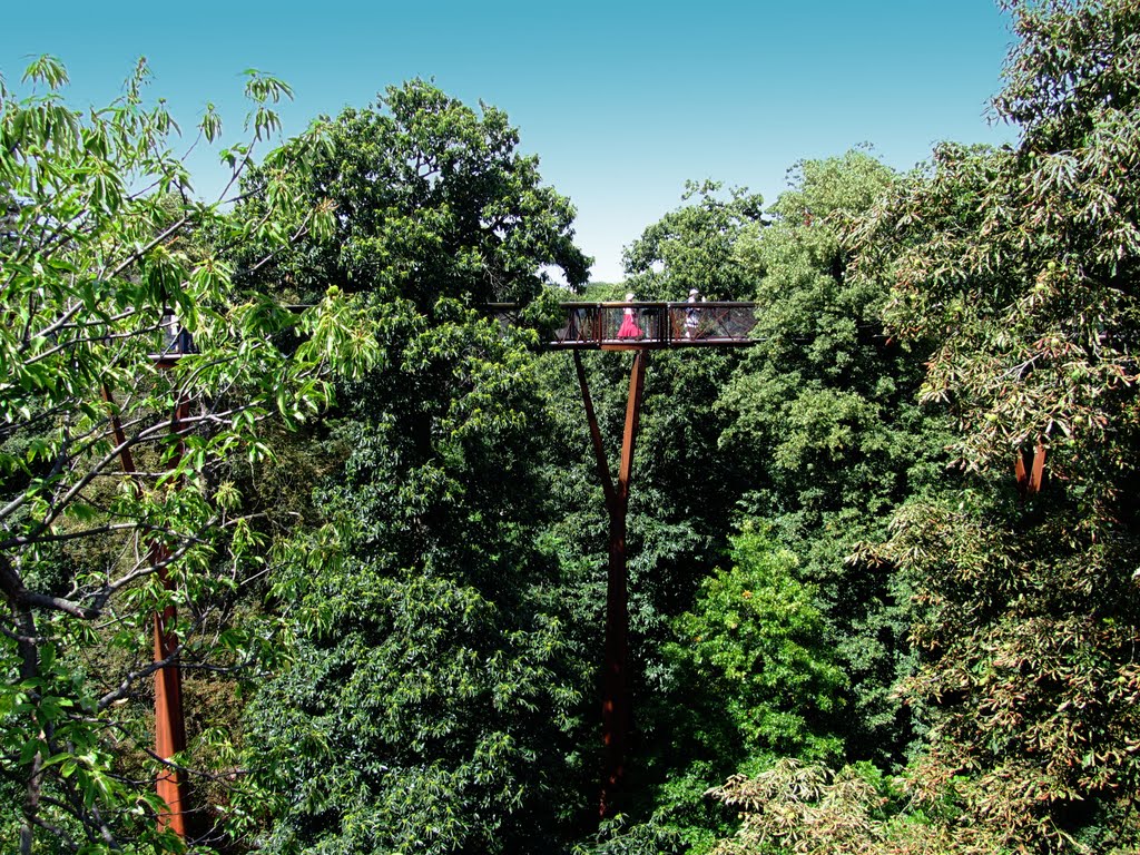 Treetop Walk, Kew Gardens by Claudio Pedrazzi