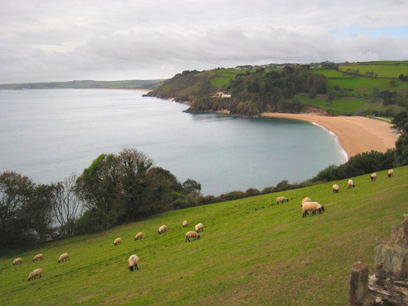 Sheep above Blackpool Sands, Devon by RobLittle