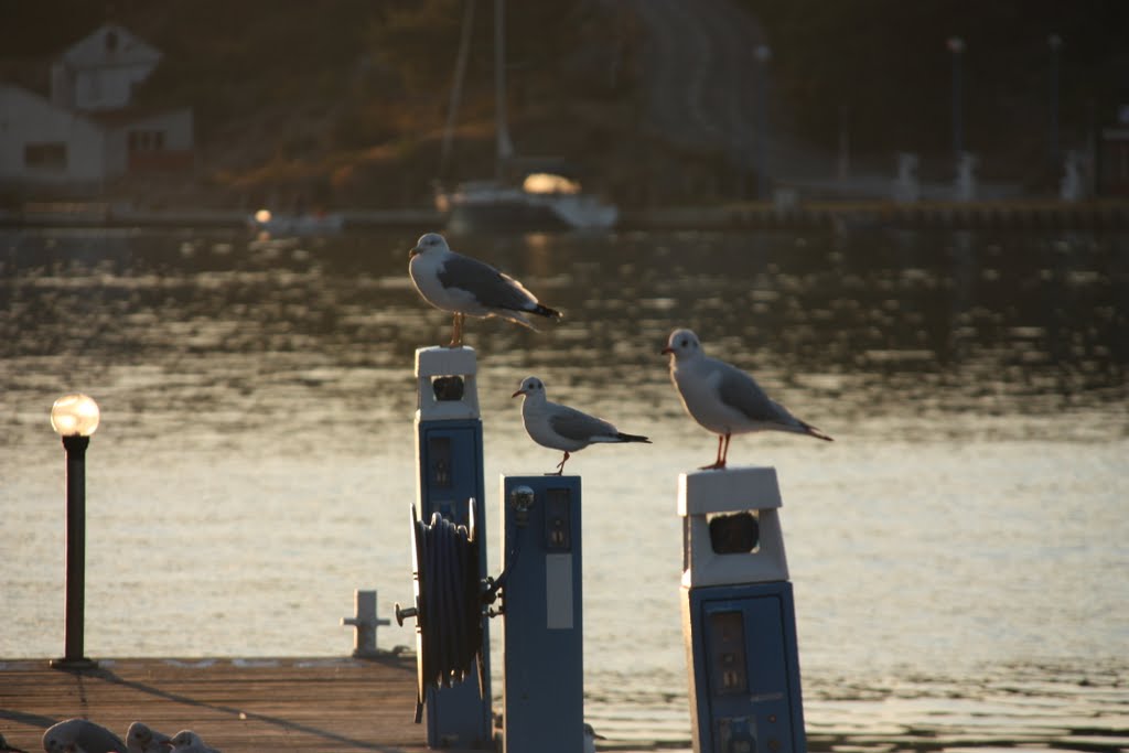 Milna otok Brač - galebi by Egon Likar