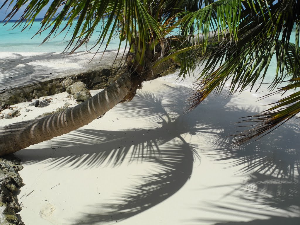 Maldives 2011, Biyadhoo Island - South Male (Kaafu) Atoll \ from the collection of "Trees" by ValentinaSmirnova