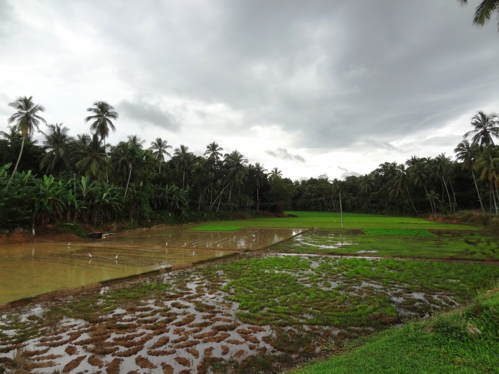 Thulhiriya, Sri Lanka by Senanayaka Bandara