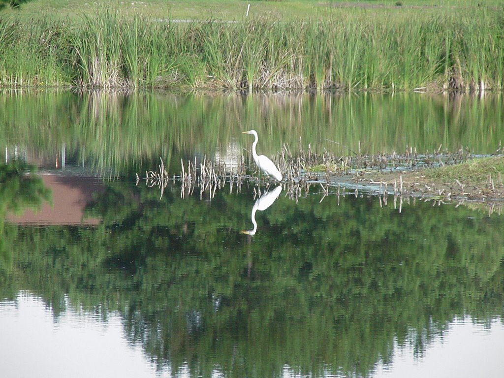 Water hazzarg by Jerry Sturdivant