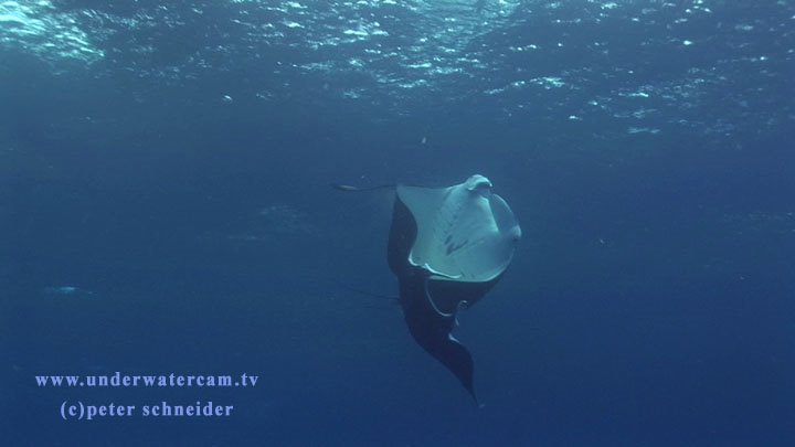 mating mantarays in Rangiroa by underwatercam