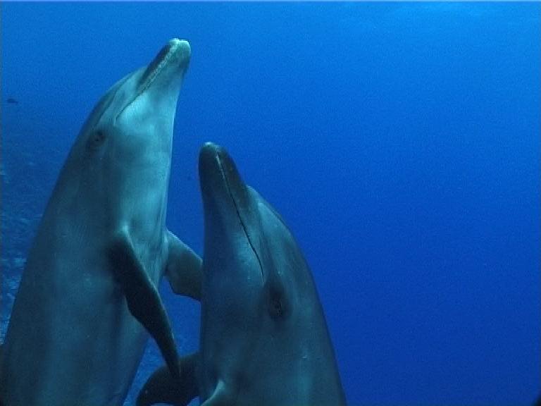 2 dolphins in Rangiroa by underwatercam