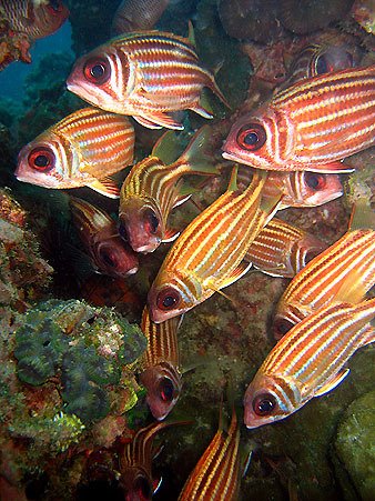 Squirrel fish - Twins by Daniel W Nilsson