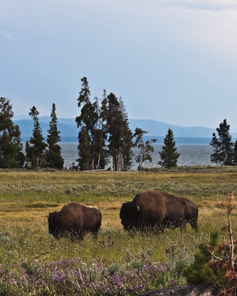 Bison Pair — ♀ and ♂ by riolobo