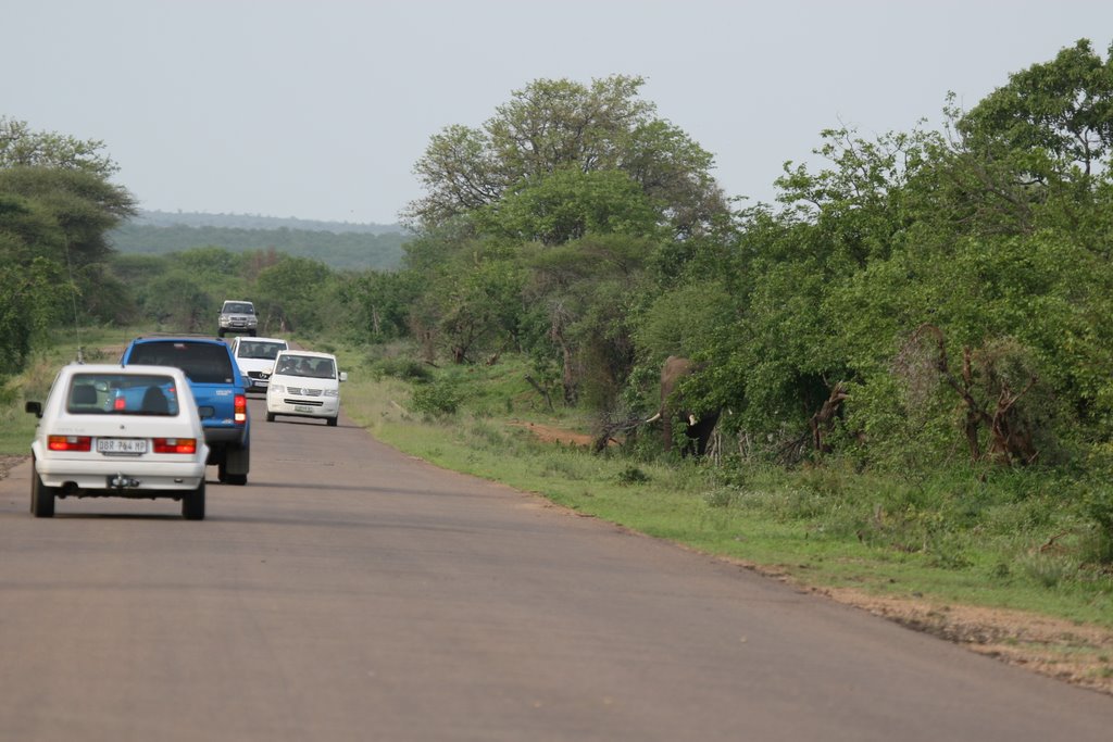 Kruger Park, South Africa by thompsoncm