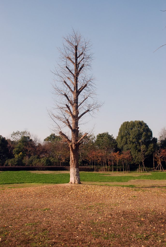 20111211-浙江大学景色Scenery of Zhejiang University by 王令