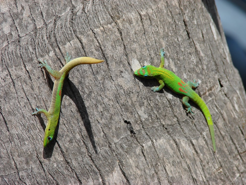 Lizards Fighting by napoelon