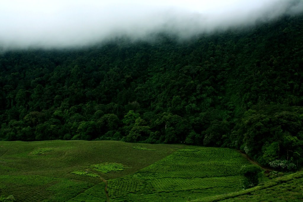 Lembah Perkebunan Teh by swordofislam