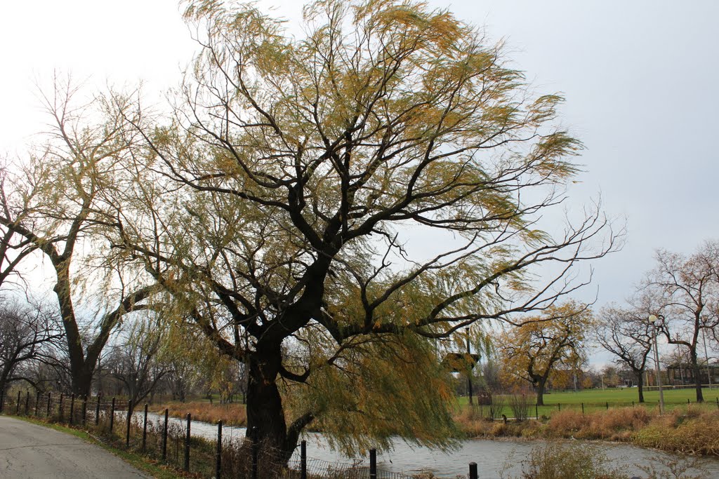 Pretty Willow Tree by epodewell