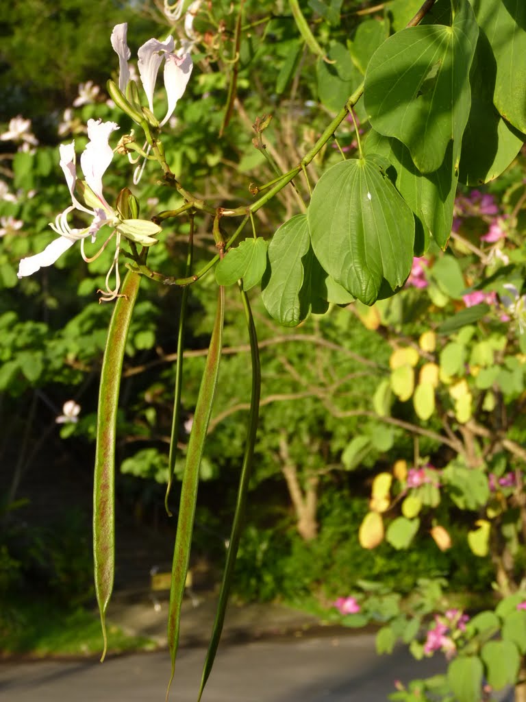 洋紫荊 Purple bauhinia (學名 Bauhinia x blakeana， 羊蹄甲屬 Bauhinia，豆科 Fabaceae)， 11月前後開花，粉白色，有3個雄蕊，花瓣窄而相互分離，類似偶蹄目動物足印， 結果長而狹，葉長大於葉寬，蹄尖較圓。_動物園_tao by TC Tao