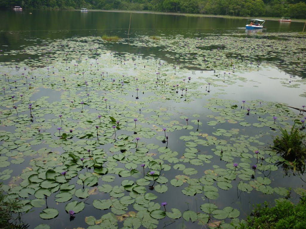 Pookode Lake by Abdul Hakkim