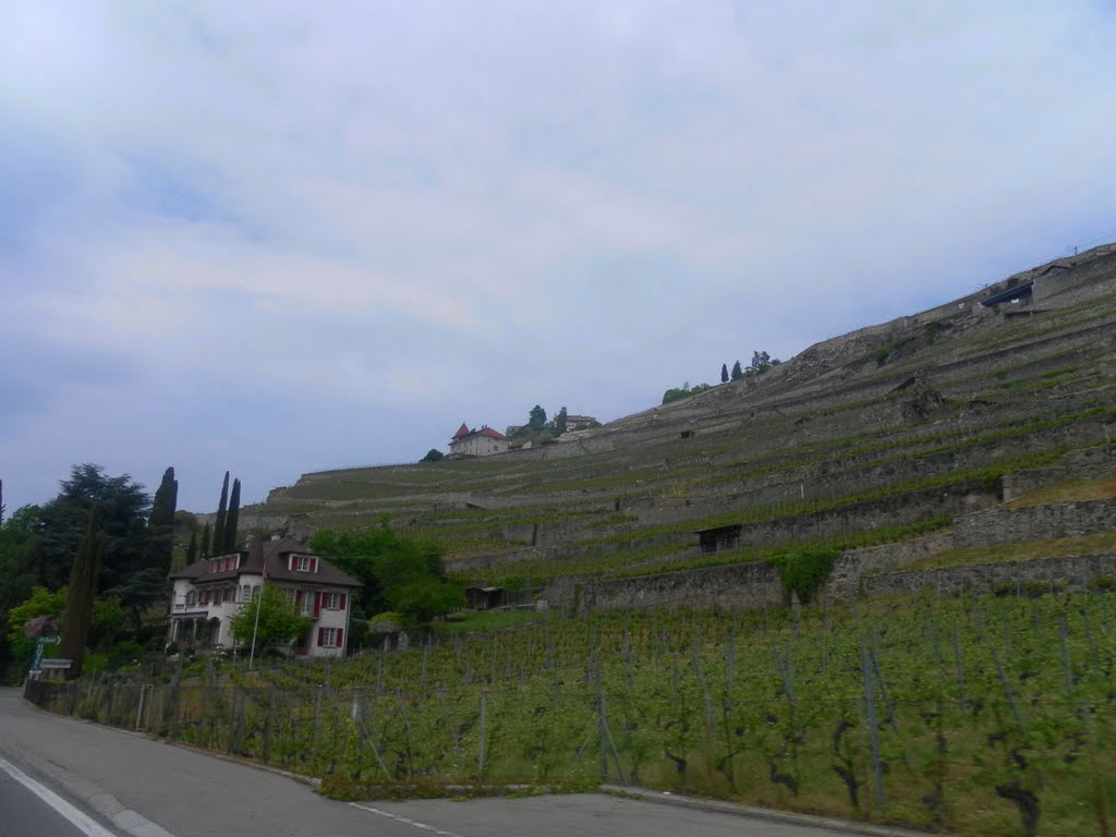 Lavaux Vinorama, Switzerland by Ana Savic-Velov