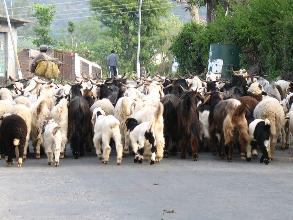 Flock of Sheep at Garoru by Sanjay Sharma