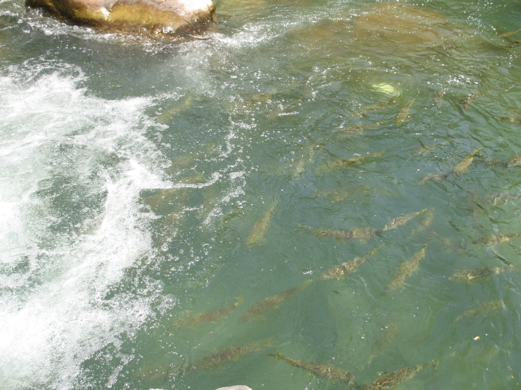 Fish in Machhyal Lake by Sanjay Sharma