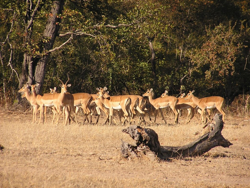 Livingstone, Victoria Falls, Zambia by pet2301