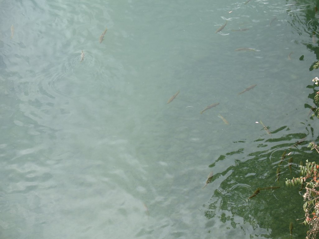 Fish in Machhyal Lake by Sanjay Sharma