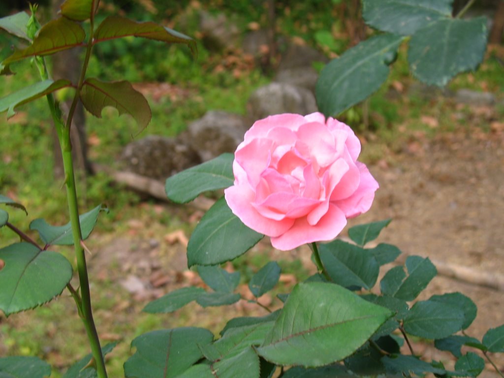 Flower at Pandtehar by Sanjay Sharma