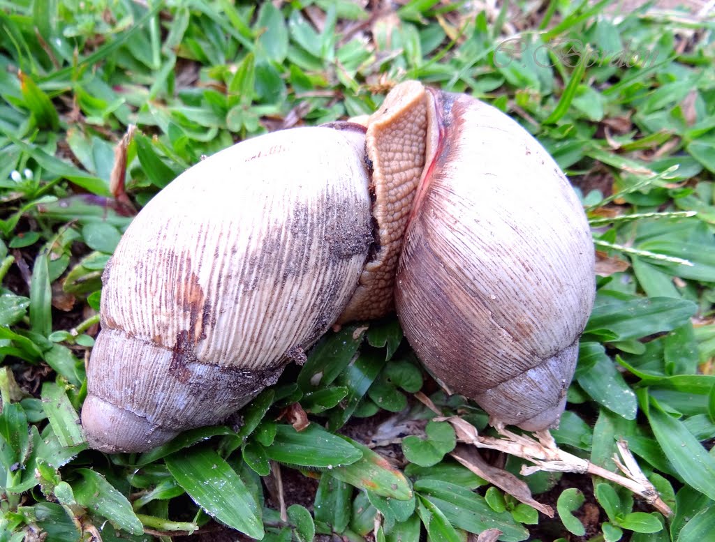 Caracoles apareando (Visto por detrás) -- snails mating seen from behind by Cesar Bordón V.