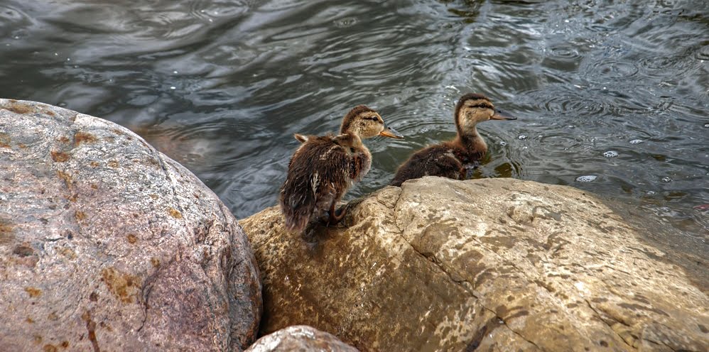 Mallard Ducklings by Nikbrovnik