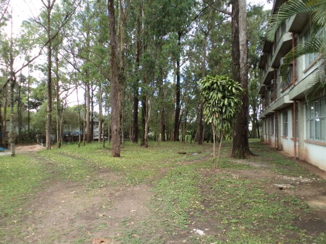 Bosque da Universidade de São Paulo by Moe de Jong