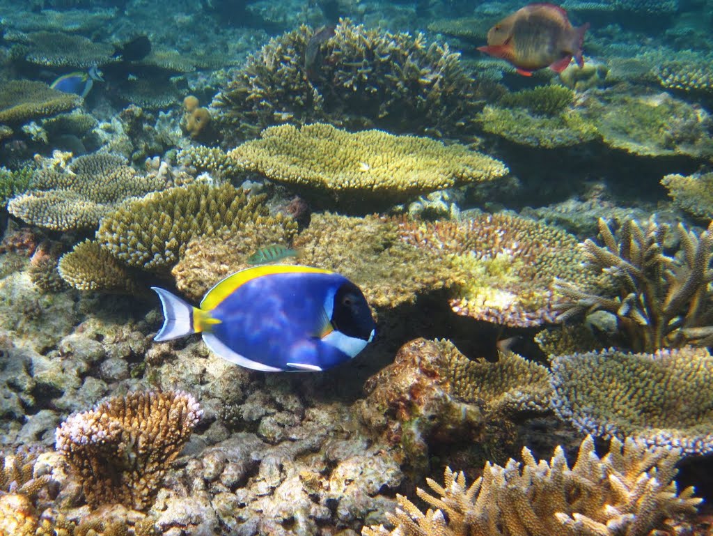 Kaafu Atoll, Maldives by Volodymyr Myshko