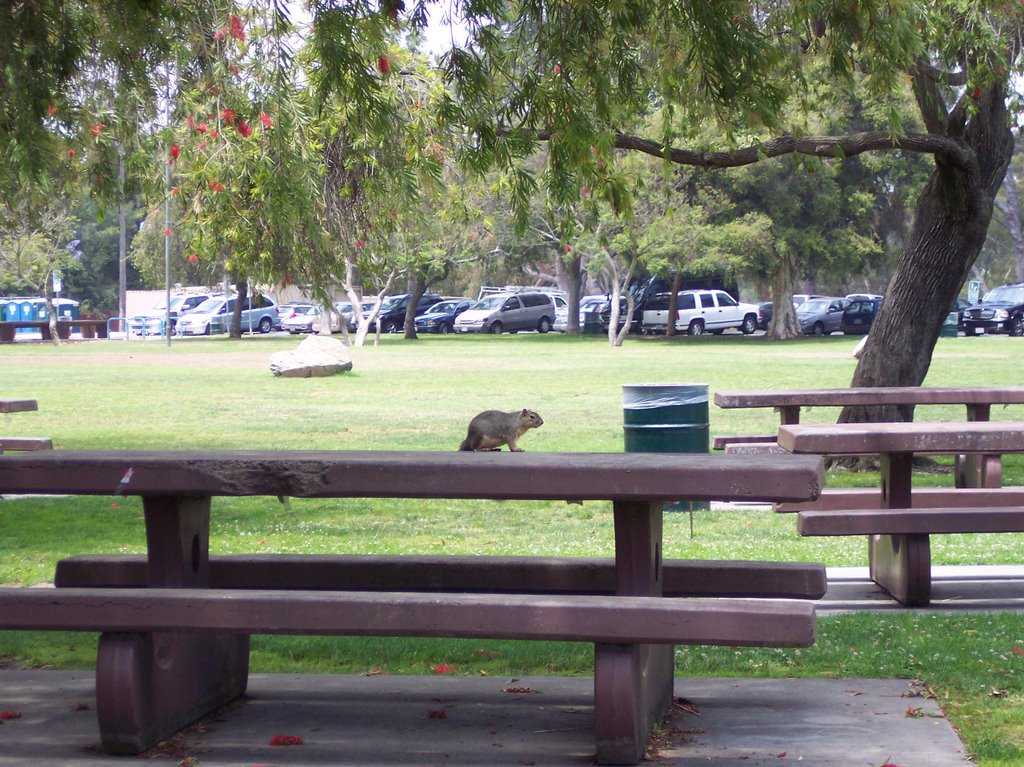 Squirrel in Cheviot Hills 2 - ASIER IBAÑEZ by © Asier Ibañez