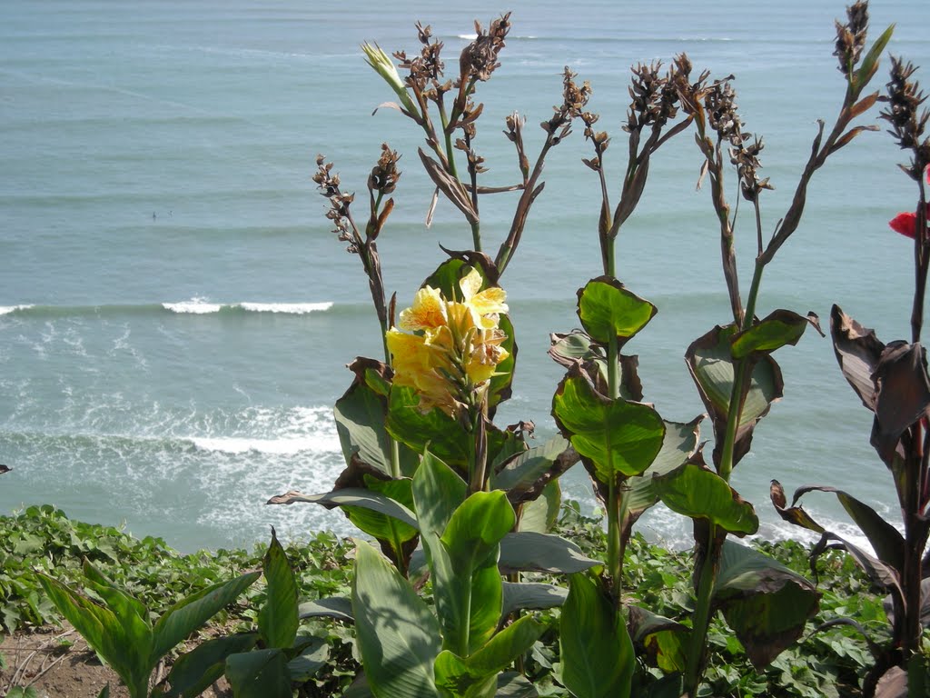 Flores by CuyArgentino