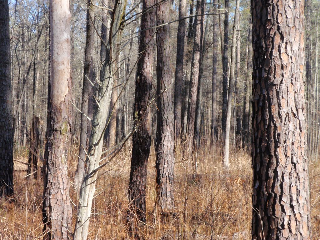 Newberry County, SC, USA by bearden82.