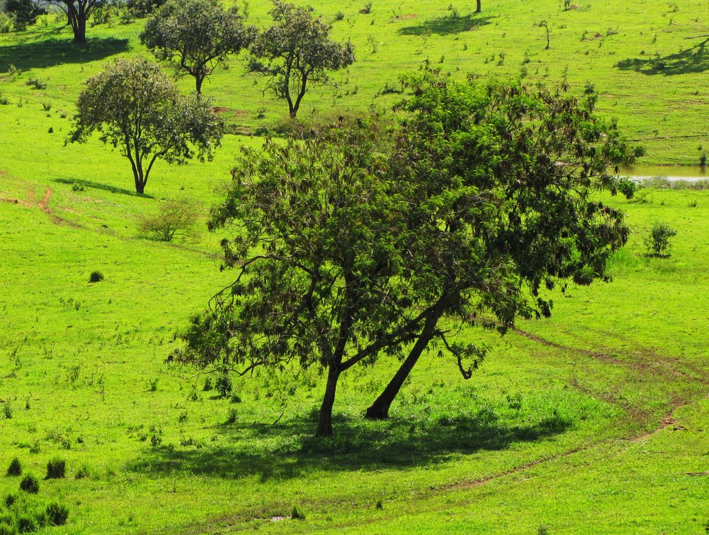 Verde - Campinas, SP, Brasil. by André Bonacin